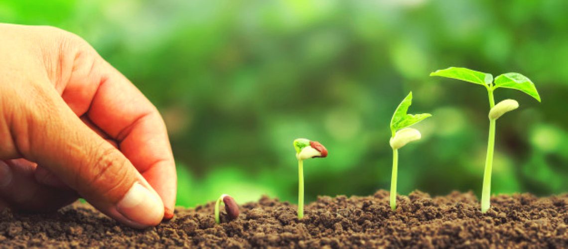 Como-plantar-sementes-Capa